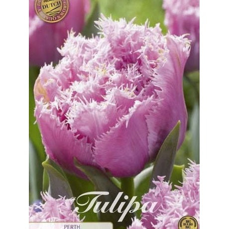 Tulpan Perth (premium) 7-pack